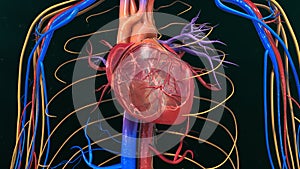 Human Heart Anatomy photo